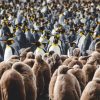 Wo Leben Pinguine? Pinguinarten Und Lebensraum bestimmt für Bilder Von Pinguinen Zum Ausdrucken