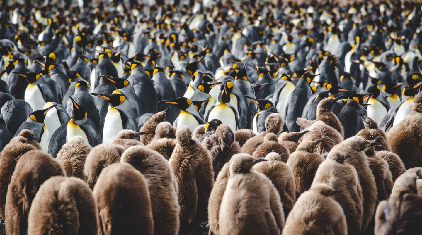 Wo Leben Pinguine? Pinguinarten Und Lebensraum bestimmt für Bilder Von