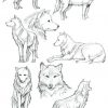 Wölfe Von Siebenbürgen Zeichnen | Wolf Färbung in Wölfe Zeichnen