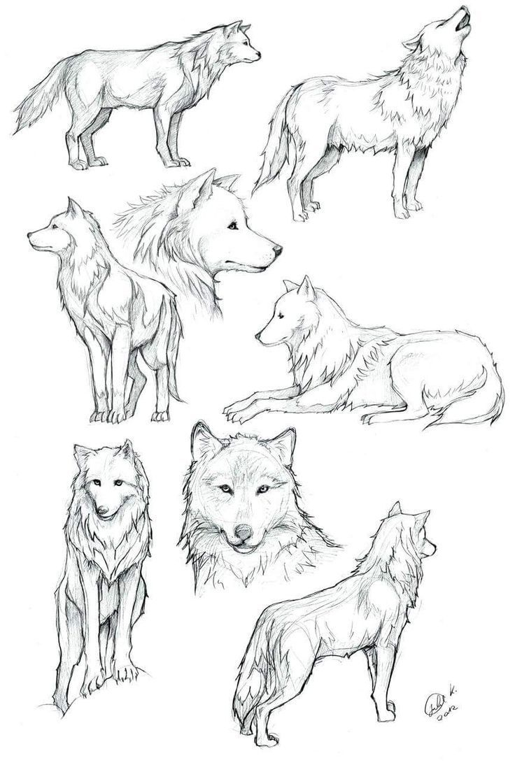 Wölfe Von Siebenbürgen Zeichnen | Wolf Färbung in Wölfe Zeichnen