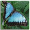 Wonderful Dream Picture: Blauer Schmetterling In Der Freien Natur Insekt  Tier - Leinwandbild | Artgalerie-Bildershop für Schmetterling Insekt