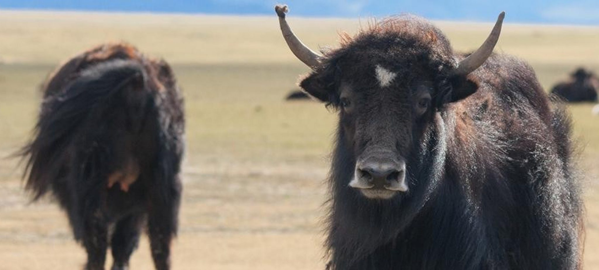 Yak | Duda.news verwandt mit Tiere Mit Y Am Anfang - kinderbilder