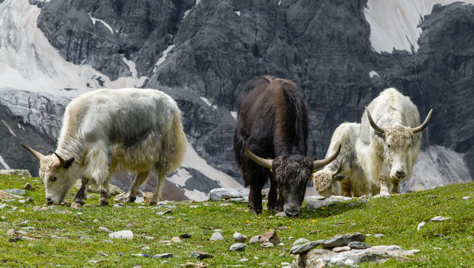 Yak – Wikipedia über Tiere Mit Y Am Anfang - kinderbilder.download