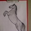Zeichnen Lernen Für Anfänger. Pferd Malen. Pferdeportrait. Learn To Draw A  Horse für Steigendes Pferd Zeichnen