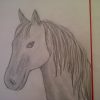 Zeichnen Lernen Für Anfänger. Pferd Malen. Pferdeportrait. Pferdekopf.  Learn To Draw A Horse innen Pferdekopf Malen