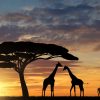 Zoologie: Warum Die Giraffe Einen Langen Hals Hat - Spektrum bei Warum Haben Giraffen Einen Langen Hals