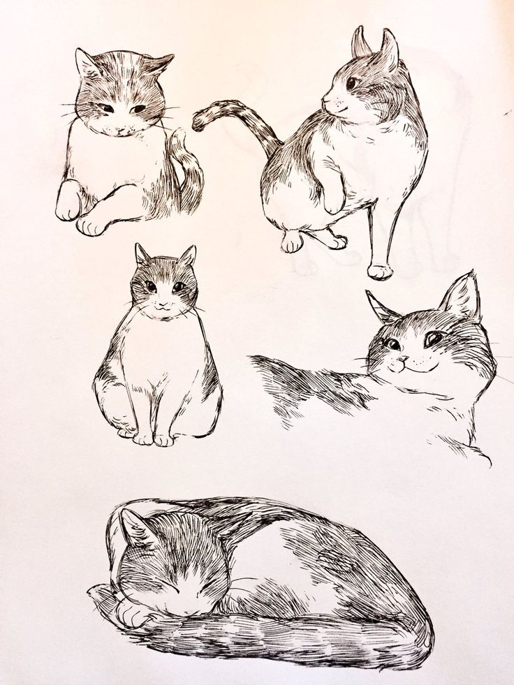 (13) Twitter | Cats Art Drawing, Cat Sketch, Animal Drawings verwandt mit Katzengesicht Zeichnen Einfach