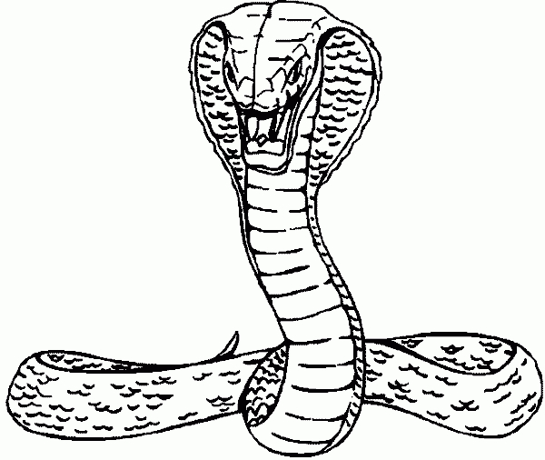 16 Malvorlage Kobra Schlange | Coloring And Malvorlagan in Schlangen Bilder Zum Ausmalen