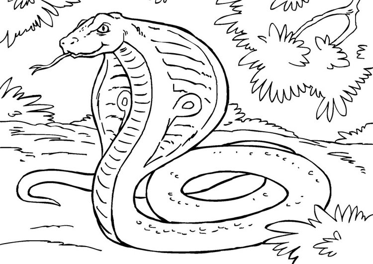 39 Schlangen Zum Ausmalen - Besten Bilder Von Ausmalbilder ganzes Schlangen Bilder Zum Ausmalen