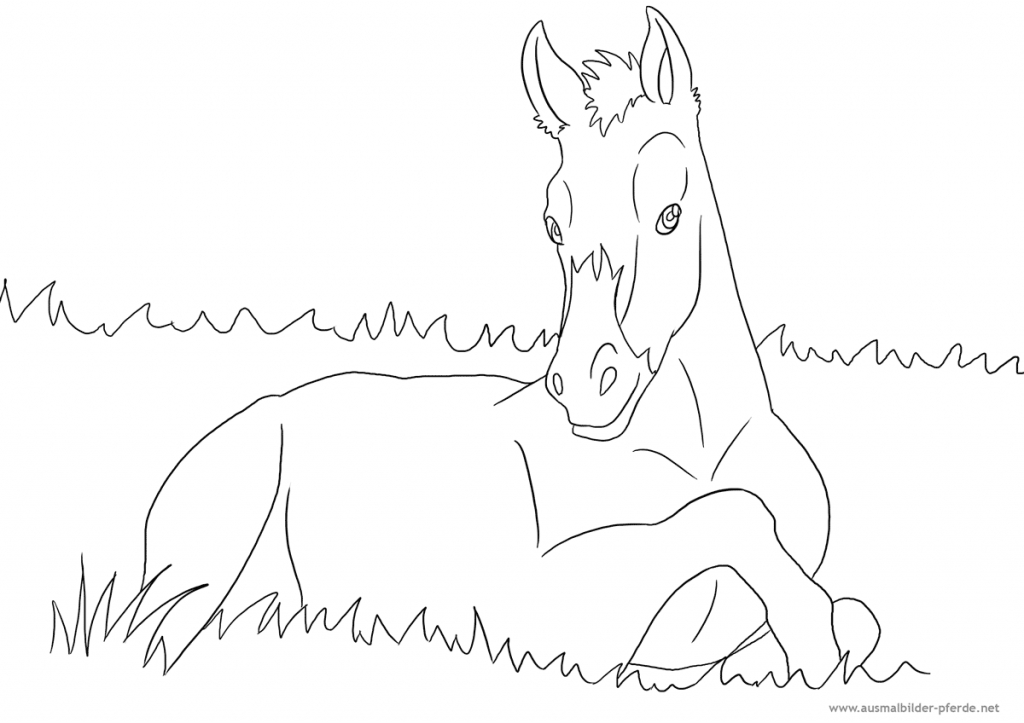 Ausmalbild Mit Pferd - Fohlen | Ausmalbilder Pferde ganzes Ausmalbilder Pferde Ausdrucken
