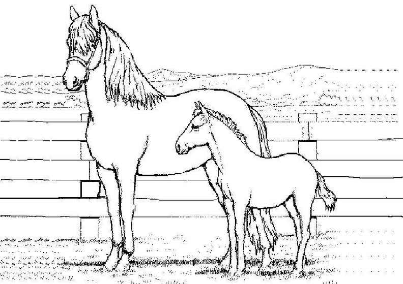 Ausmalbilder Pferde 13 | Ausmalbilder Kostenlos bestimmt für Ausmalbilder Pferd Kostenlos