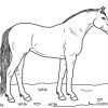 Ausmalbilder Pferde - Malvorlagen Kostenlos Zum Ausdrucken mit Ausmalbilder Pferd Kostenlos