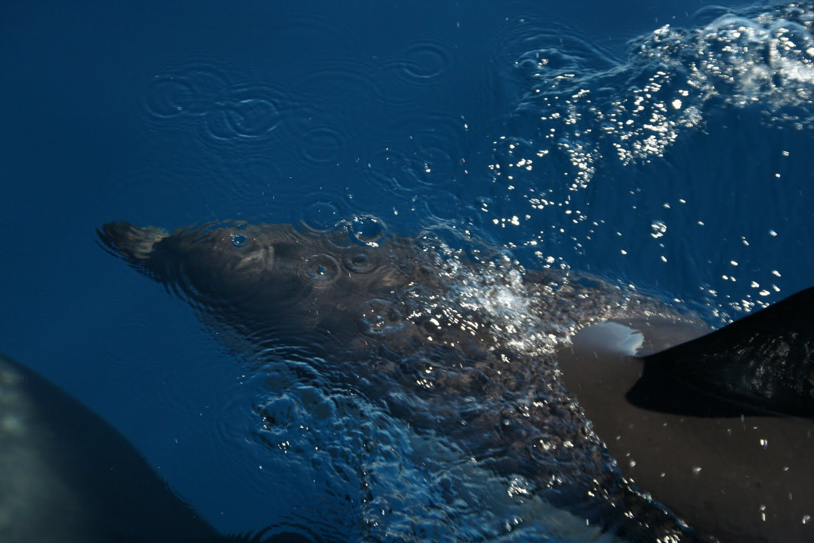 Ausmalbilder Von Delfinen bei Delfin Bilder Zum Ausdrucken