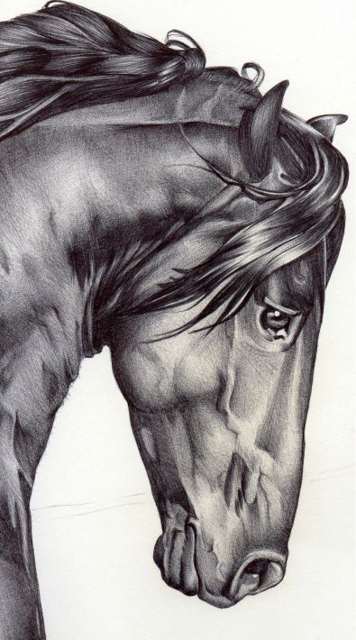 [Download 37+] Skizze Bleistift Pferdekopf bestimmt für Pferdekopf Zeichnen Bleistift