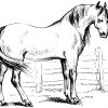 Haflinger (1800×1512) | Ausmalbilder Pferde innen Ausmalbilder Kostenlos Pferd