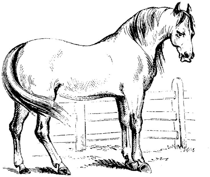 Haflinger (1800×1512) | Ausmalbilder Pferde innen Ausmalbilder Kostenlos Pferd