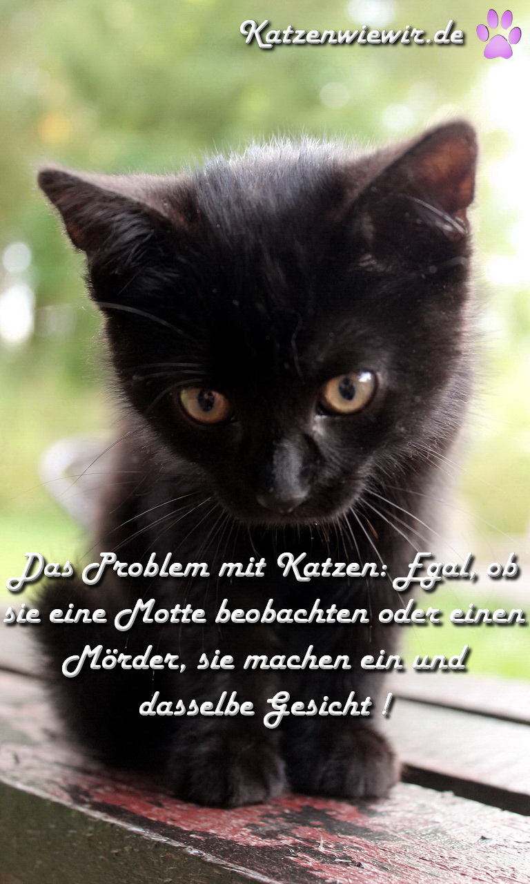 Katzen Spruch über Süße Katzen Bilder Zum Nachmalen