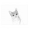Katzenaugen Ein Bleistift-Zeichnen Postkarte | Zazzle.ch ganzes Katzengesicht Zeichnen Einfach