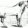 Malvorlagen ,Ausmalbilder, Pferde-9 | Malvorlagen Ausmalbilder über Ausmalbilder Pferd Zum Ausdrucken