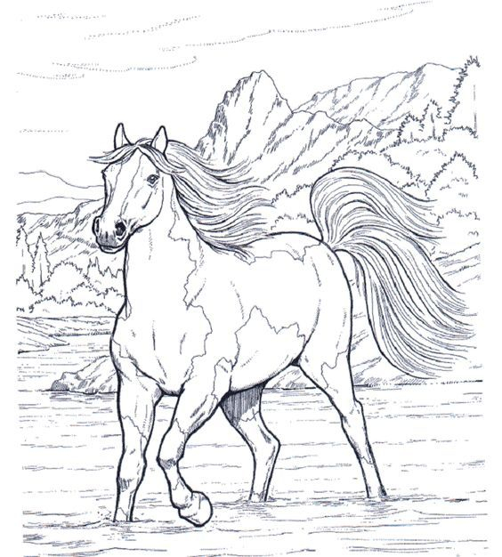 Pferde 15 Ausmalbilder Mehr | Horse Coloring Pages bestimmt für Pferde Ausmalbilder Ausdrucken