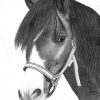 Pferde Zeichnen Mit Bleistift — Liebe Zeichnerinnen, Ich bestimmt für Pferdekopf Zeichnen Bleistift