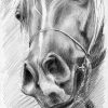 Pferdekopf Bleistiftzeichnung verwandt mit Pferdekopf Zeichnen Bleistift