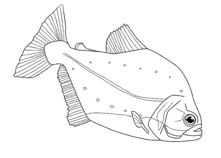 Schöne Ausmalbilder Malvorlagen Fische Ausdrucken 4 mit Fische Bilder Zum Ausdrucken