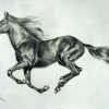 Somos Tienda Hípica Online, Tienda Equitación, Tienda für Pferdekopf Zeichnen Bleistift