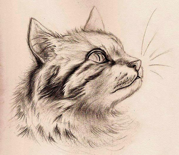 Spaß Mit Detail - Katze Von Mitch-El - #Cat #Detail #Fun # bestimmt für Katzengesicht Zeichnen Einfach