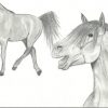 Zeichnung Bleistifft (Pferde, Kunst, Pferd) für Pferdekopf Zeichnen Bleistift