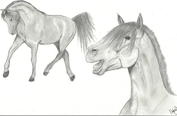 Zeichnung Bleistifft (Pferde, Kunst, Pferd) für Pferdekopf Zeichnen Bleistift
