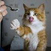 27 Ungewöhnliche Katzen-Bilder, An Der Richtigen Stelle über Niedliche Katzenbilder