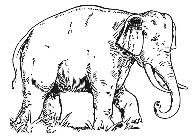 55 Elefant Zum Ausmalen Und Ausdrucken - Ausmalbilder mit Ausmalbilder Elefant