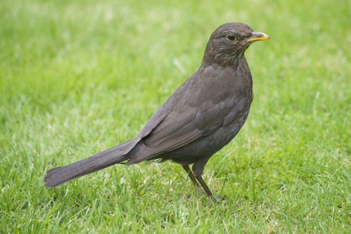 Amsel - Piqs.de - Bilddatenbank, Bilder Kostenlos Und ganzes Amsel Ausmalbild