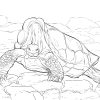Ausmalbild Einsamer George Galápagos-Riesenschildkröte in Ausmalbild Schildkröten