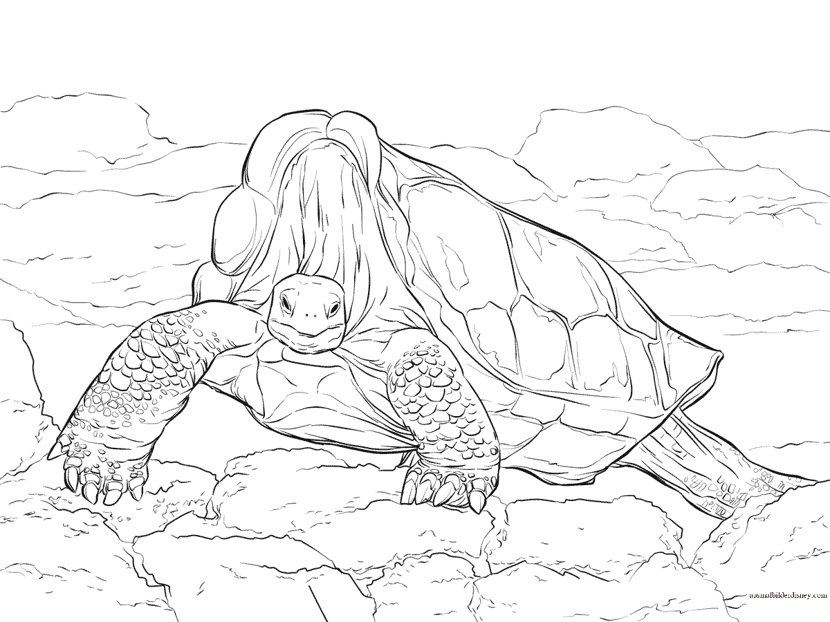 Ausmalbild Einsamer George Galápagos-Riesenschildkröte in Ausmalbild Schildkröten