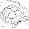 Ausmalbild Kostenlos Vorlagen Bilder Für Kinder - Ausmalbildtv bestimmt für Ausmalbild Schildkröte