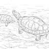 Ausmalbild: Zwei Zierschildkröten | Ausmalbilder Kostenlos bestimmt für Ausmalbild Schildkröten