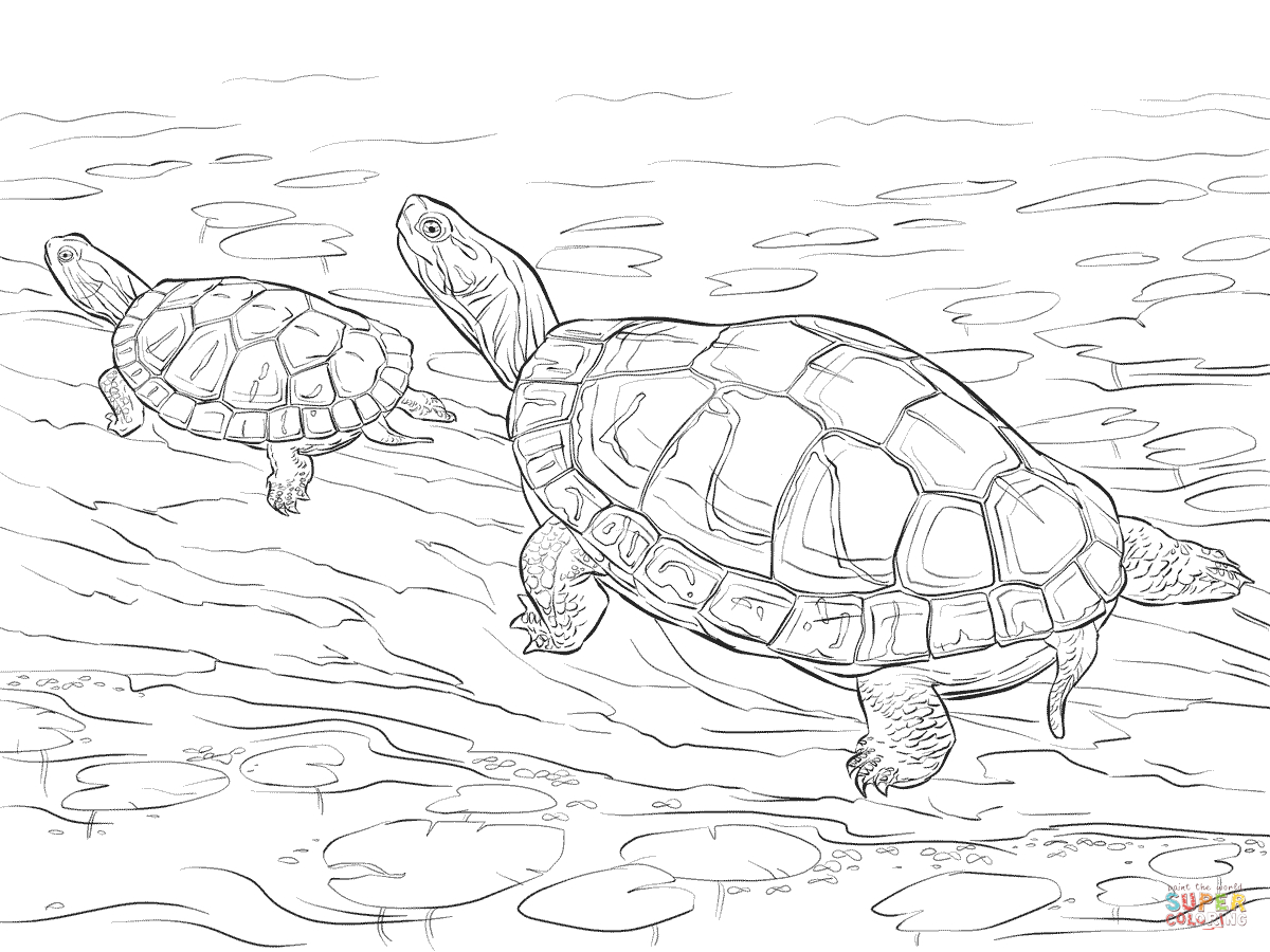 Ausmalbild: Zwei Zierschildkröten | Ausmalbilder Kostenlos bestimmt für Ausmalbild Schildkröten