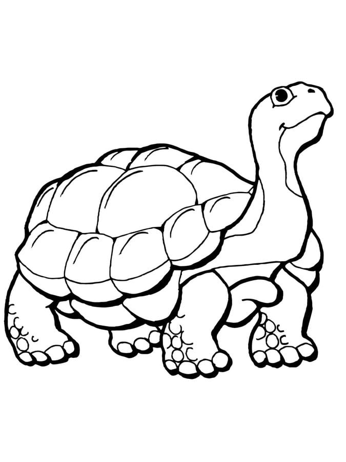 Ausmalbilder: Ausmalbilder: Schildkröte Zum Ausdrucken innen Ausmalbild Schildkröten