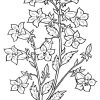 Ausmalbilder Glockenblume - Malvorlagen Kostenlos Zum bestimmt für Ausmalbild Blumenstrauss