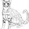 Ausmalbilder Katzen Für Kinder | Ausmalbilder Katzen verwandt mit Ausmalbilder Katzenbaby
