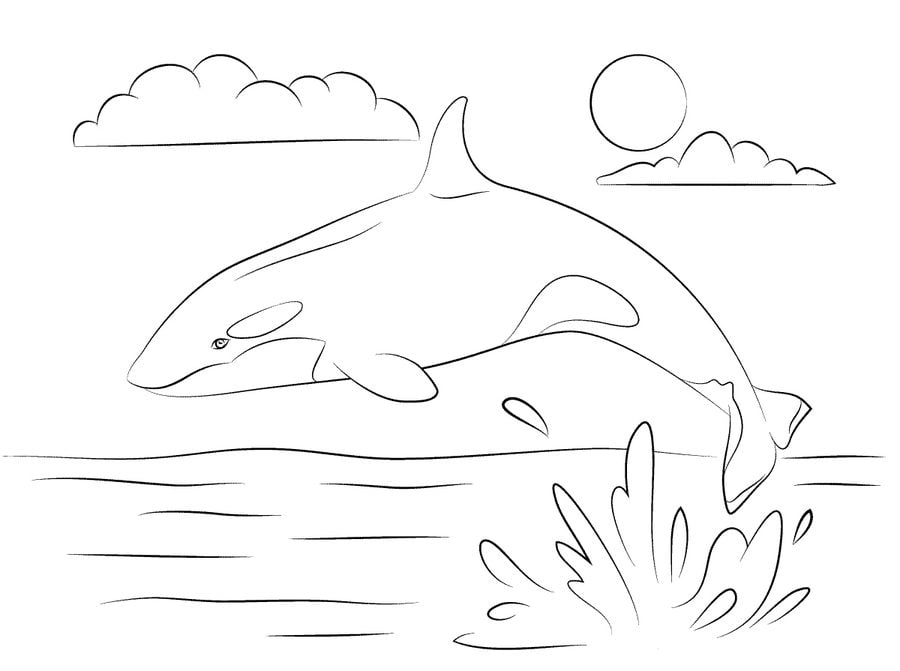 Ausmalbilder: Killerwal Zum Ausdrucken, Kostenlos, Für ganzes Ausmalbild Wal