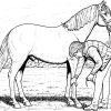 Ausmalbilder, Malvorlagen, Ausmalen , Pferde-27 ganzes Ausmalen Pferde