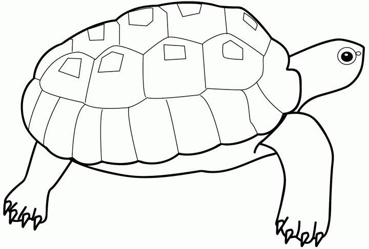 Ausmalbilder, Malvorlagen - Schildkröte Kostenlos Zum über Ausmalbild Schildkröte