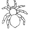 Ausmalbilder Malvorlagen Spinnen - Ausmalbilder Spinnen bei Spinnen Zum Ausdrucken