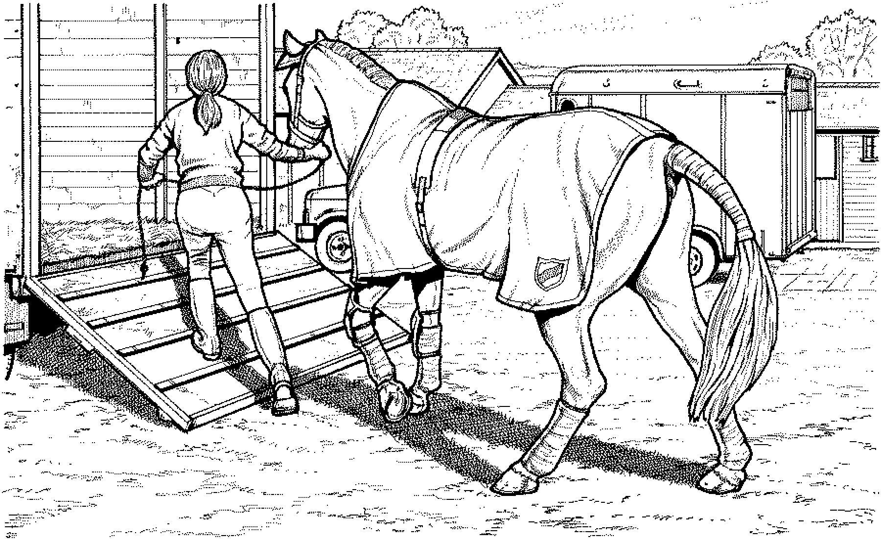 Ausmalbilder Pferde 11 | Horse Coloring Pages, Farm Animal bei Ausmalen Pferde