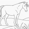 Ausmalbilder Pferde - Malvorlagen Kostenlos Zum Ausdrucken bestimmt für Ausmalbilder Pferde
