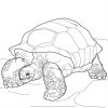 Ausmalbilder: Schildkröte Zum Ausdrucken, Kostenlos, Für verwandt mit Ausmalbild Schildkröte