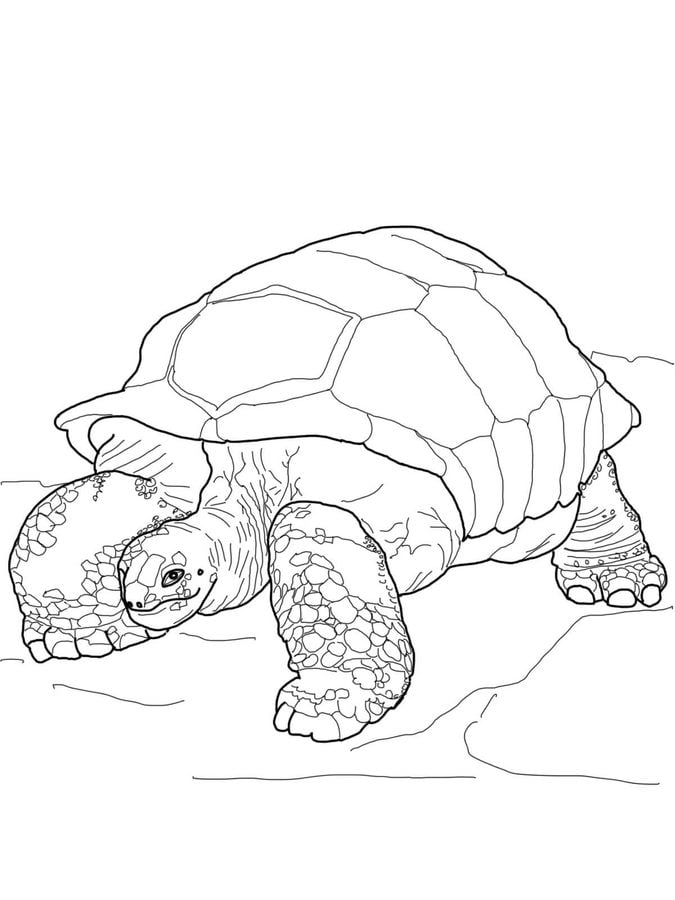 Ausmalbilder: Schildkröte Zum Ausdrucken, Kostenlos, Für verwandt mit Ausmalbild Schildkröte